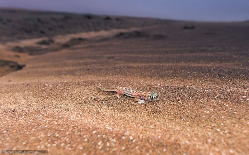 Gecko on Sand Dune
