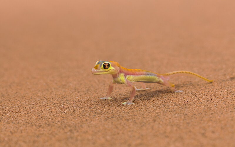 Gecko on Sand