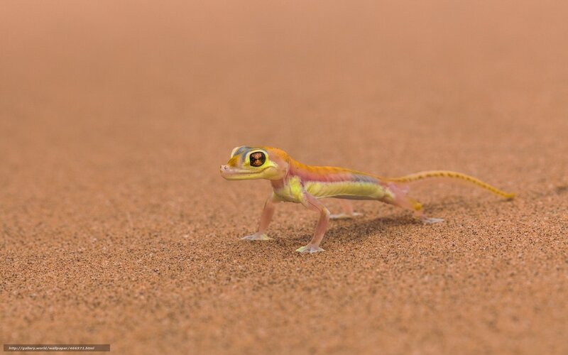 Gecko on sandy dune