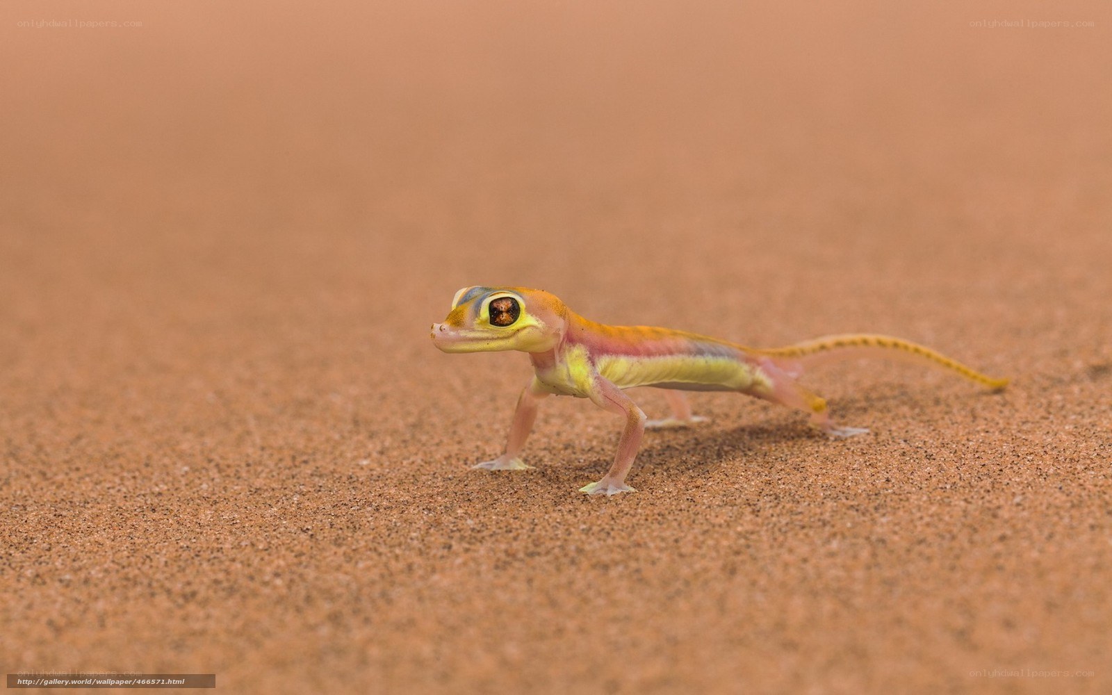 Gecko on sandy dune
