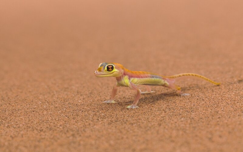 Gecko on sandy terrain