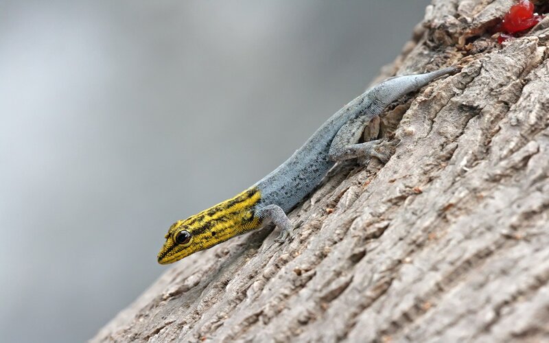 Gecko on tree bark