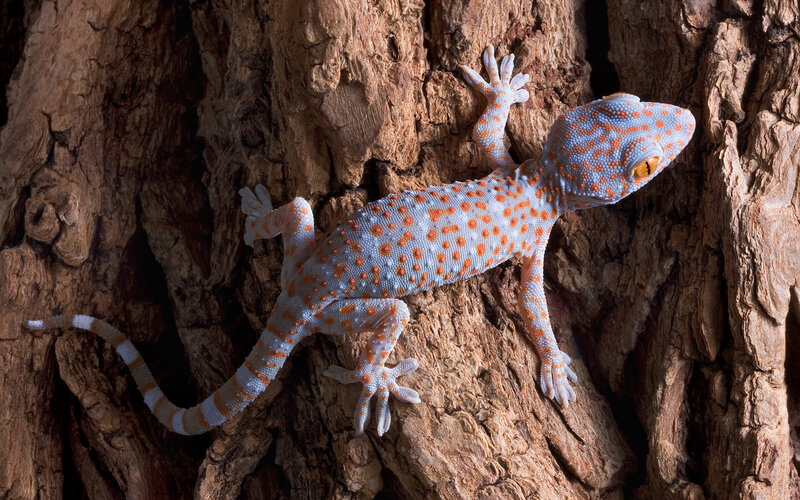 Gecko on Tree Bark — Brown, Natural