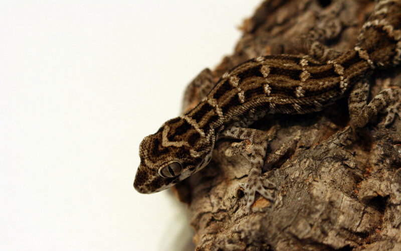 Gecko on Tree Bark — Brown