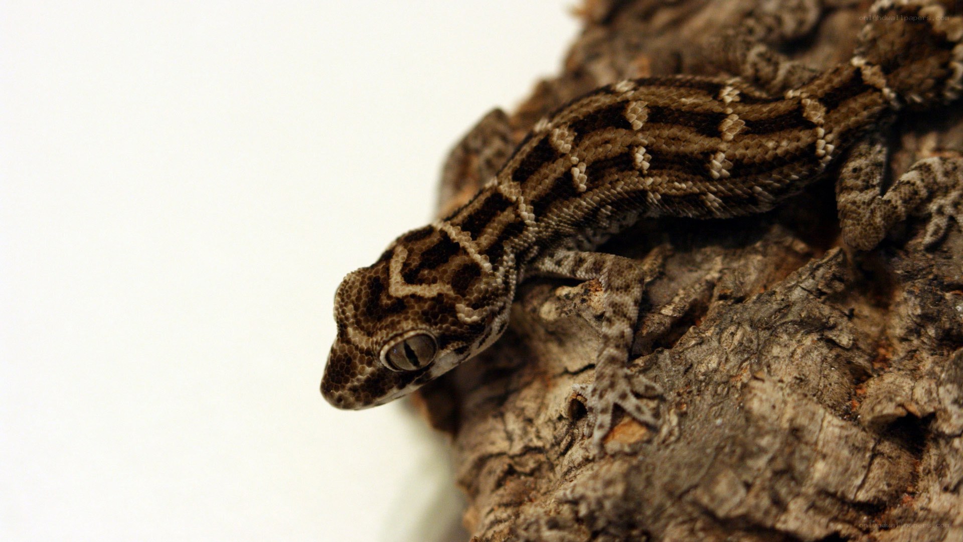 gecko on tree bark