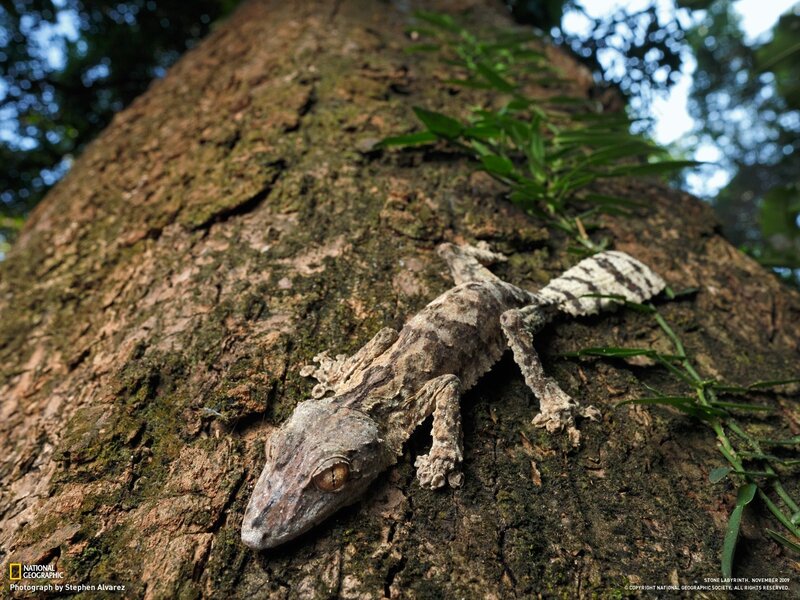 Gecko on Tree Trunk — Brown