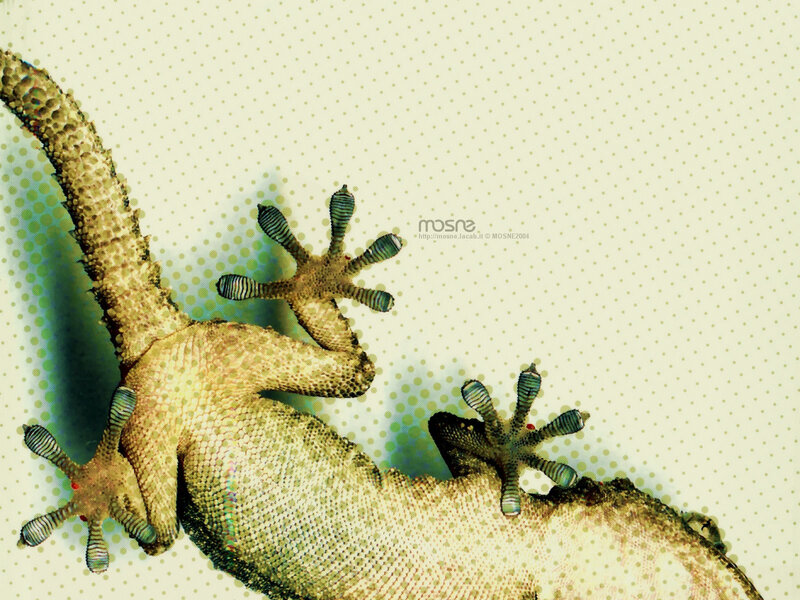 Gecko on Wall — Beige