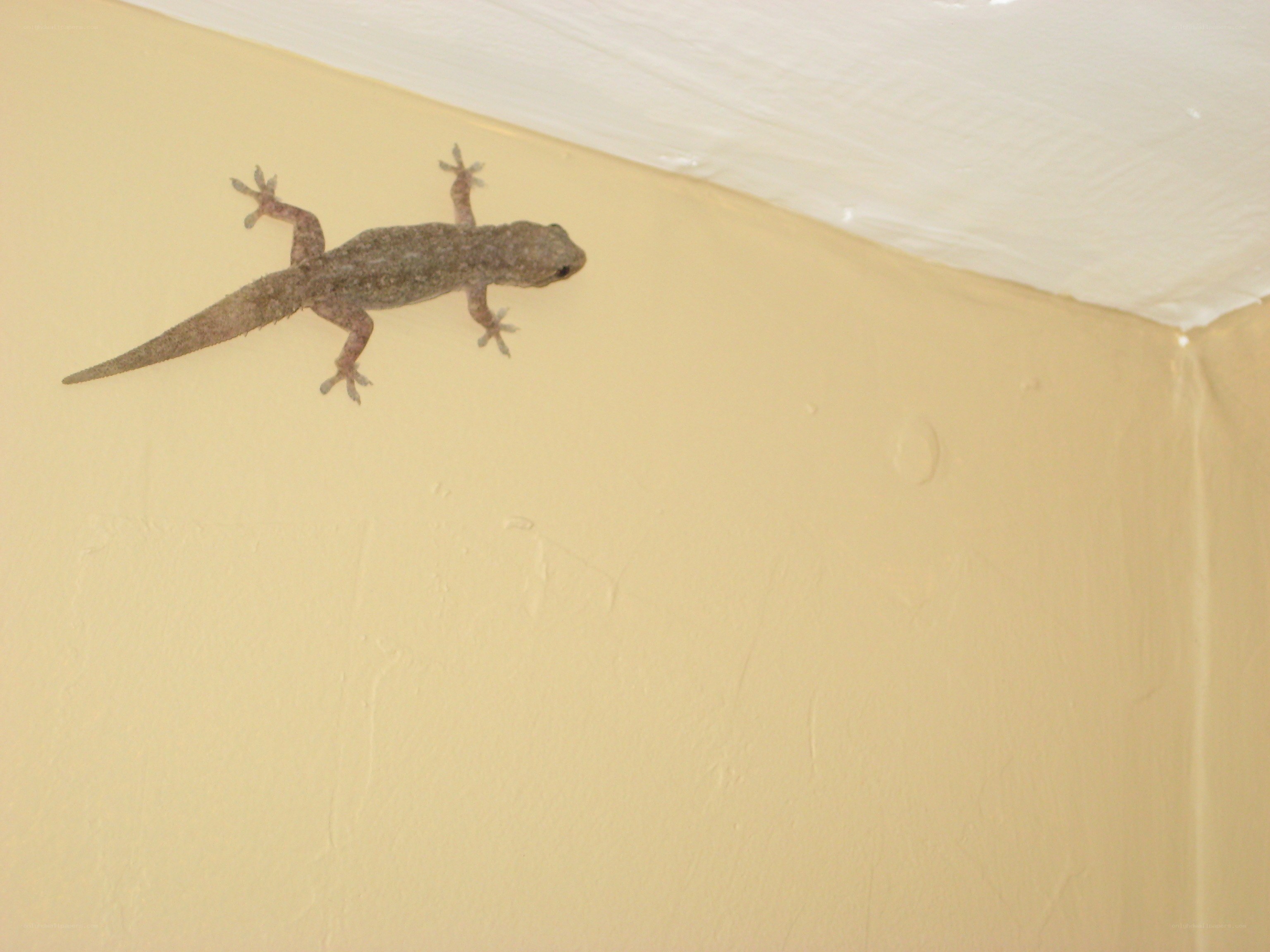 gecko on wall