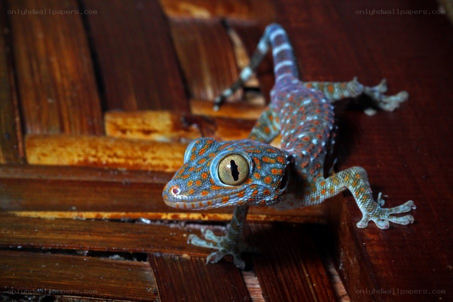Gecko on wooden surface