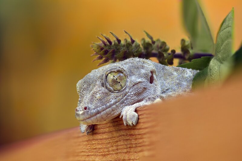 Gecko on Wooden Surface — Brown, Calm