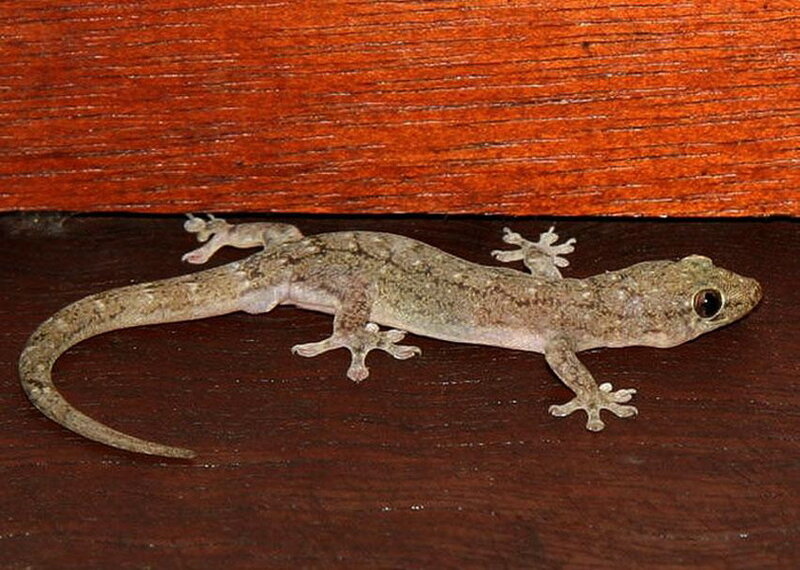 Gecko on Wooden Surface — Brown