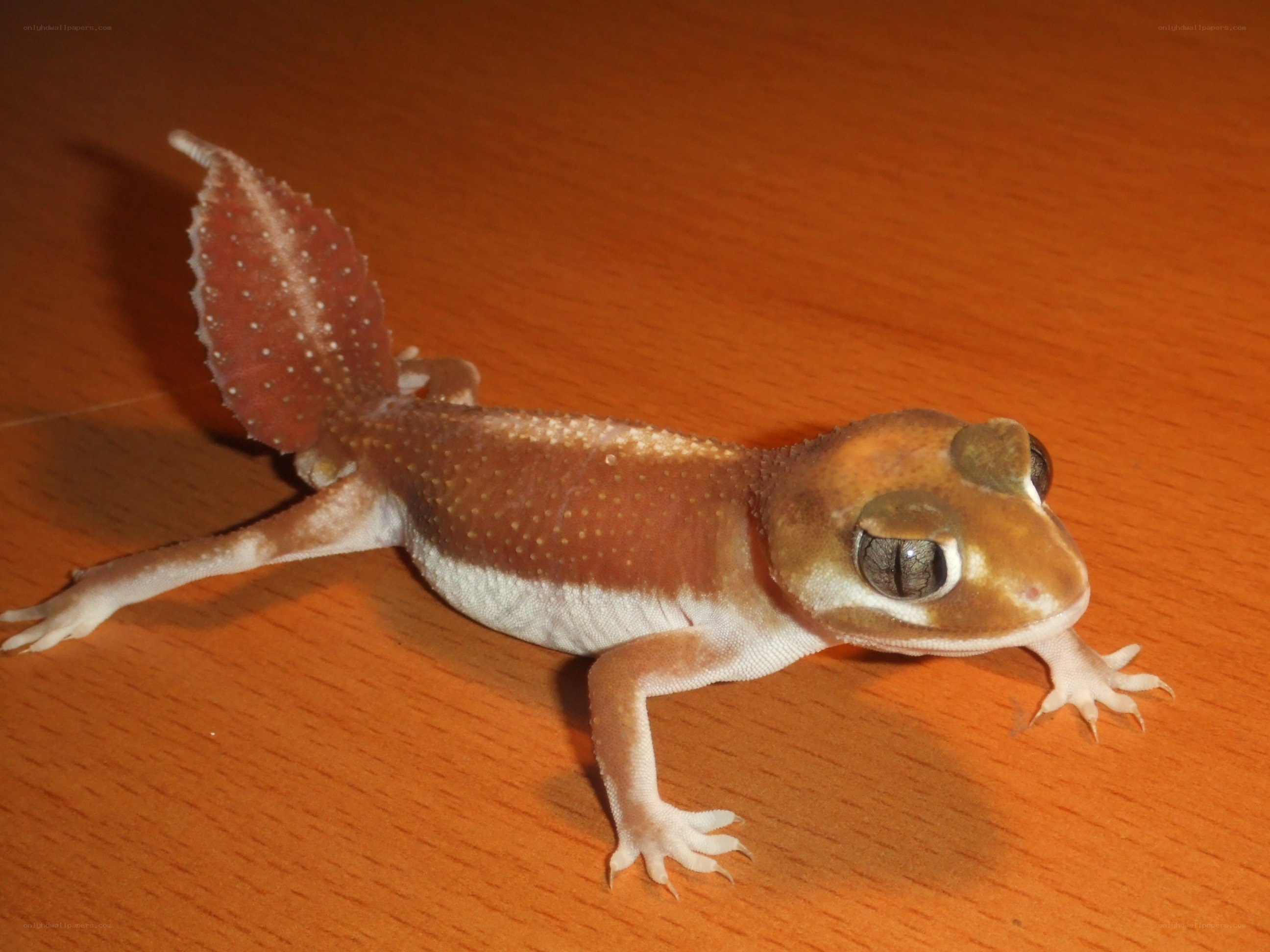 gecko on wooden surface