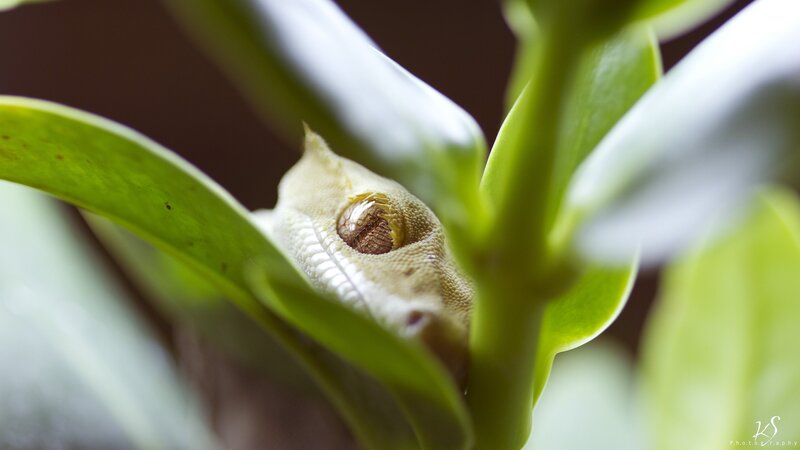 Gecko Peeking from Leaves