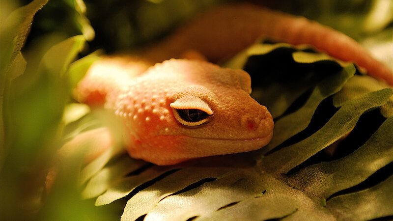 gecko resting on leaf