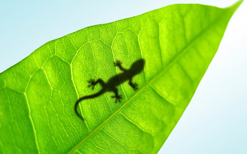 Gecko Shadow on Leaf