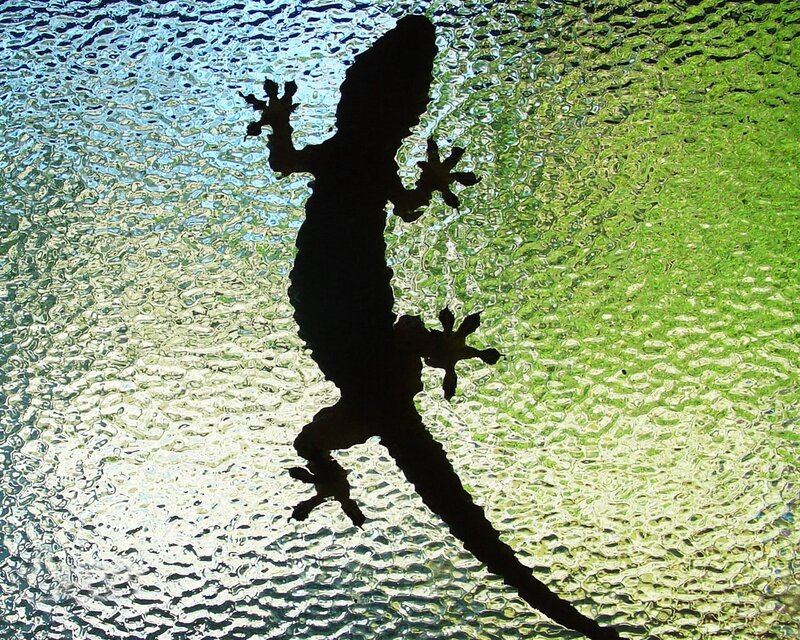 gecko silhouette on textured glass