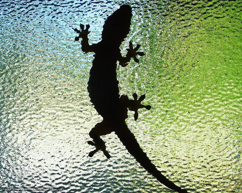 gecko silhouette on textured glass