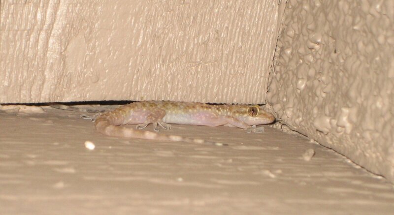 gecko under a door
