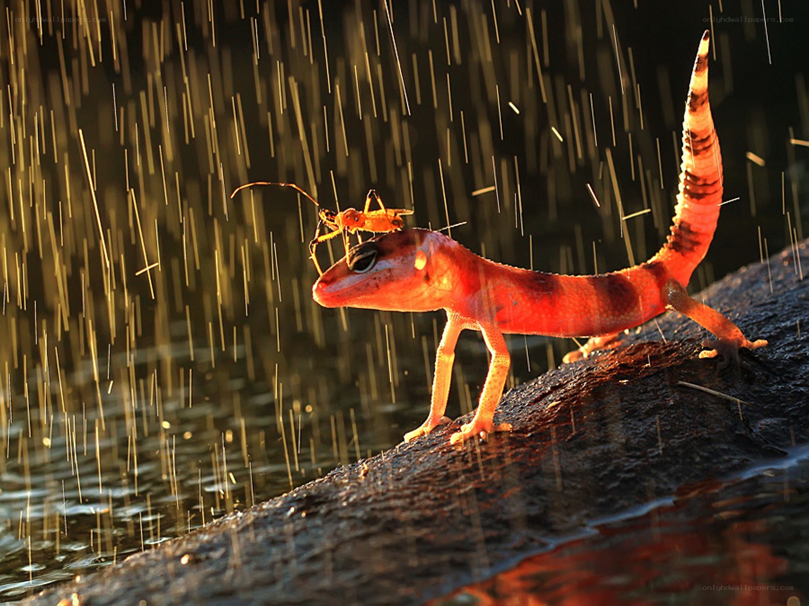 Gecko with insect in rain