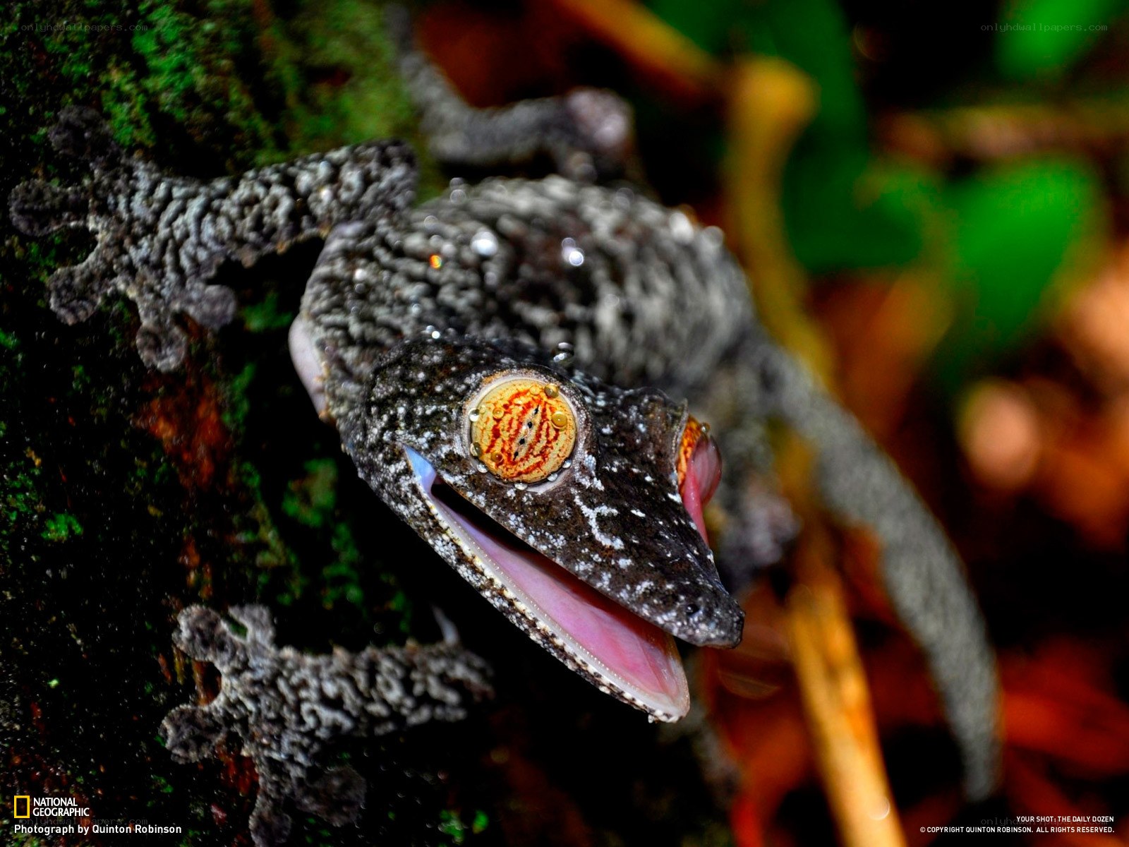 Gecko with open mouth
