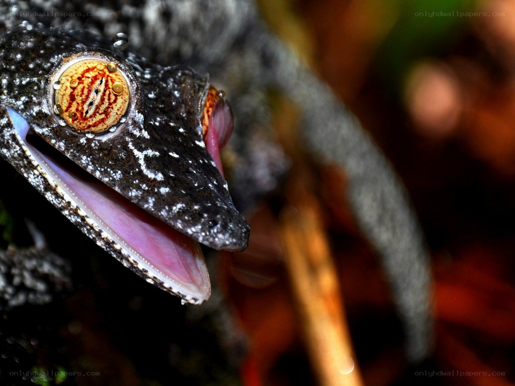 Gecko with open mouth