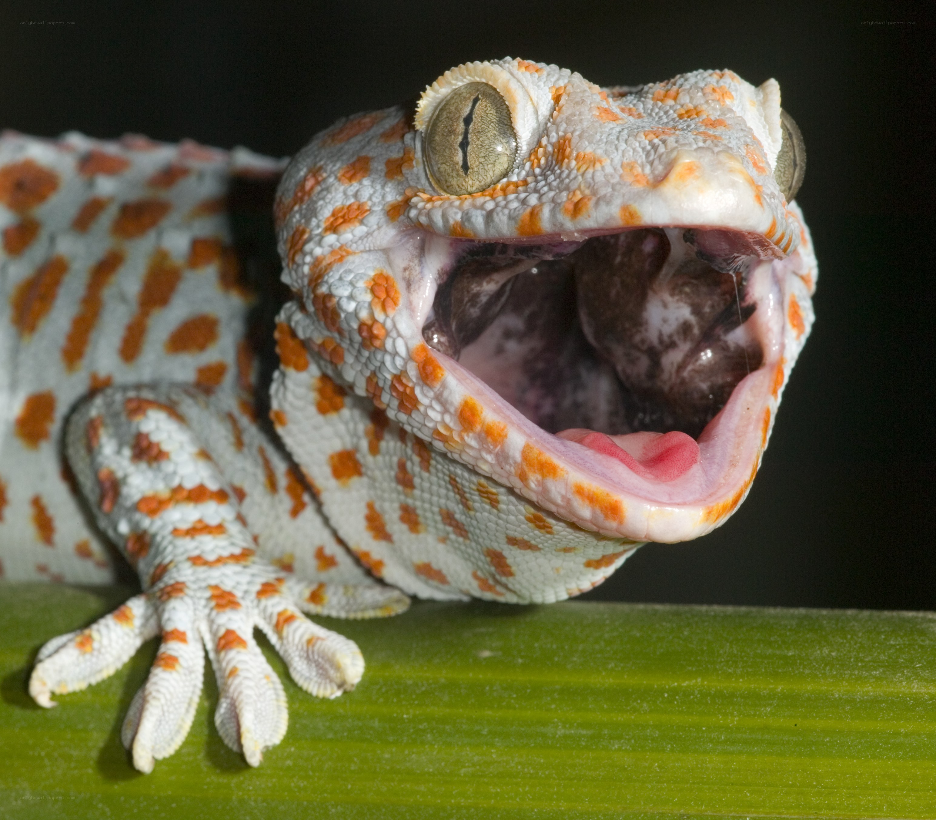 gecko with open mouth