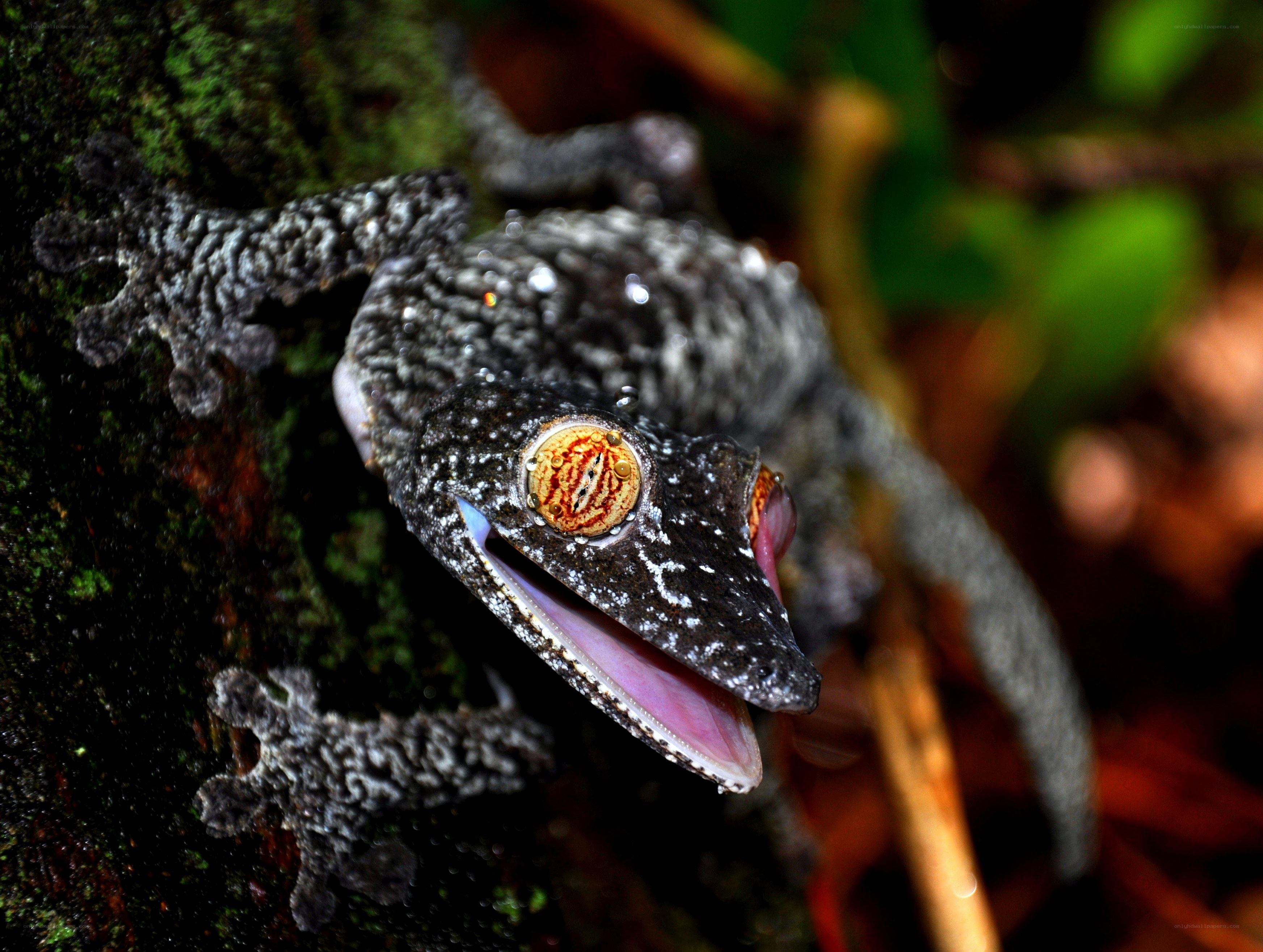 Gecko with open mouth on tree