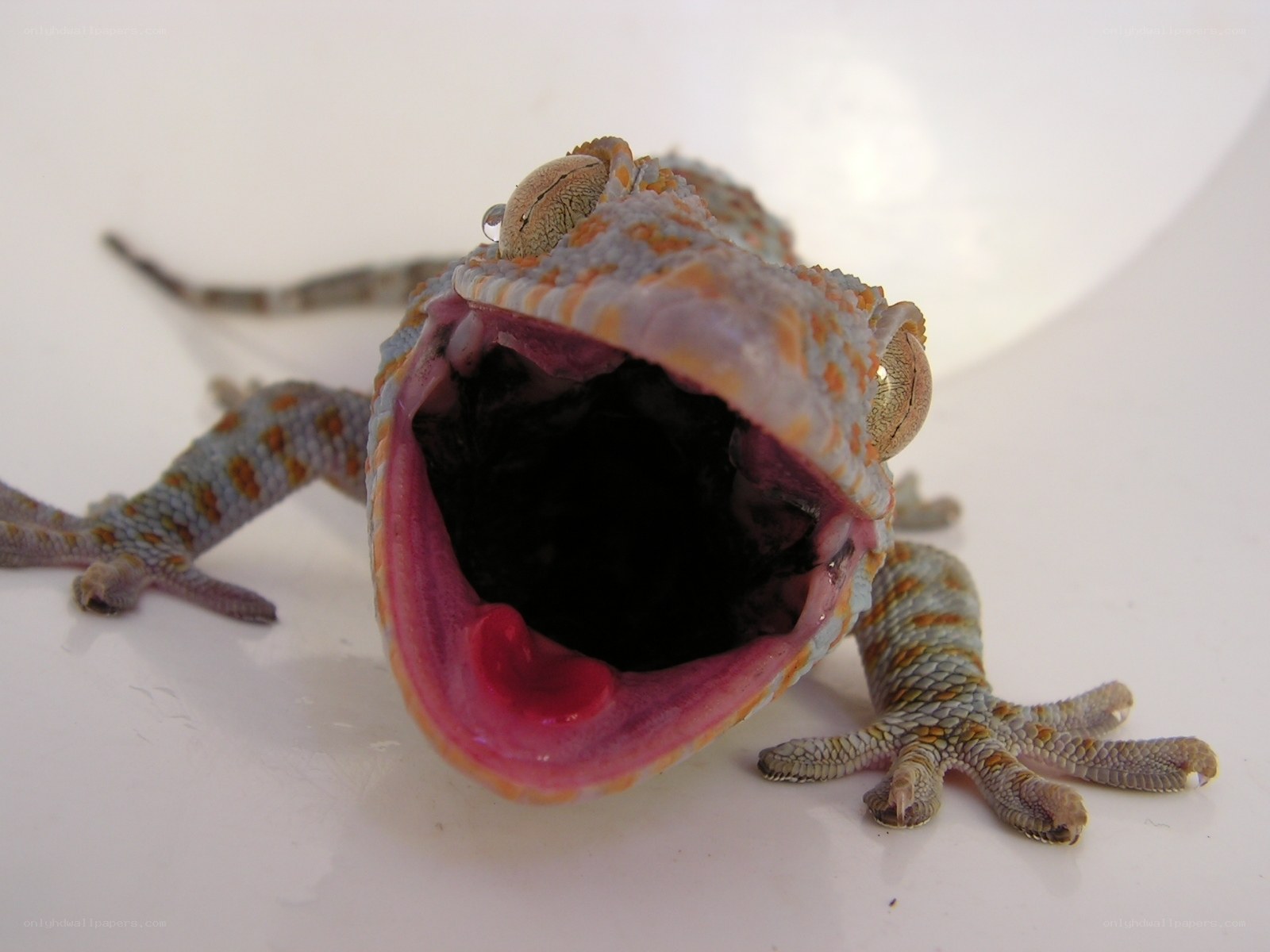 gecko with open mouth