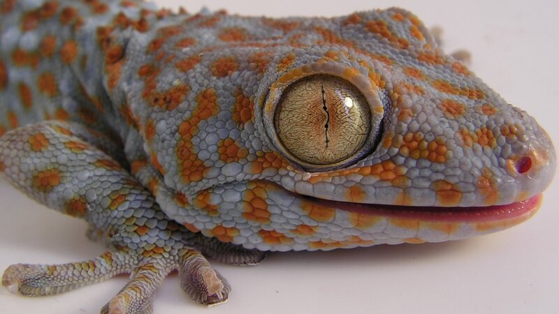 Gecko with Orange Spots
