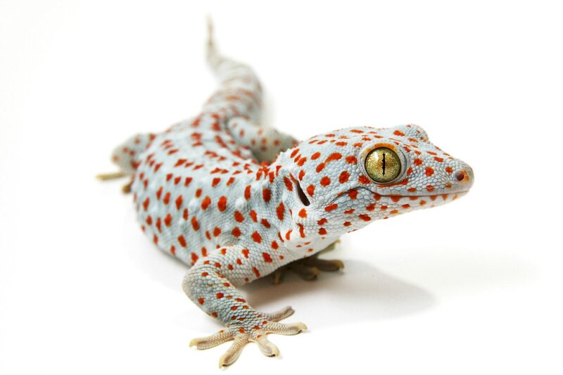 Gecko with Red Spots — White
