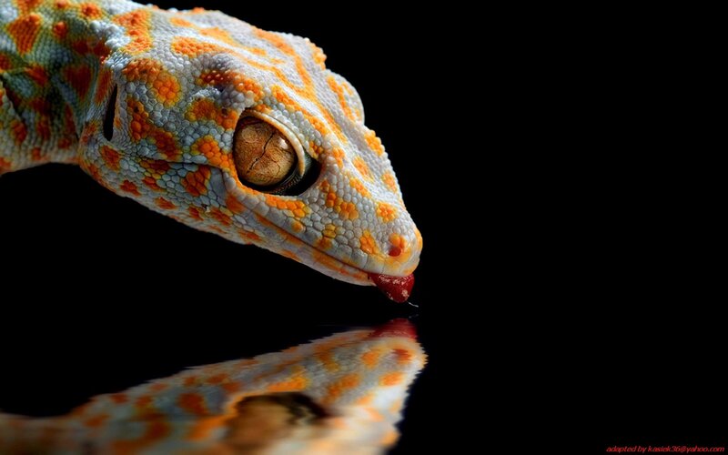 Gecko with Red Tongue
