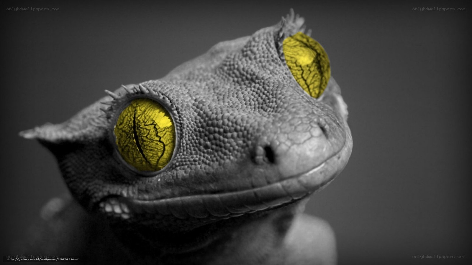 gecko with yellow eyes