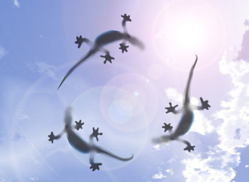 Geckos in the Sky