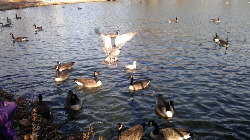 Geese and a Seagull