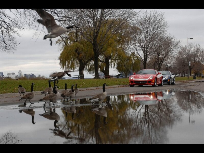 Geese and cars on a wet path