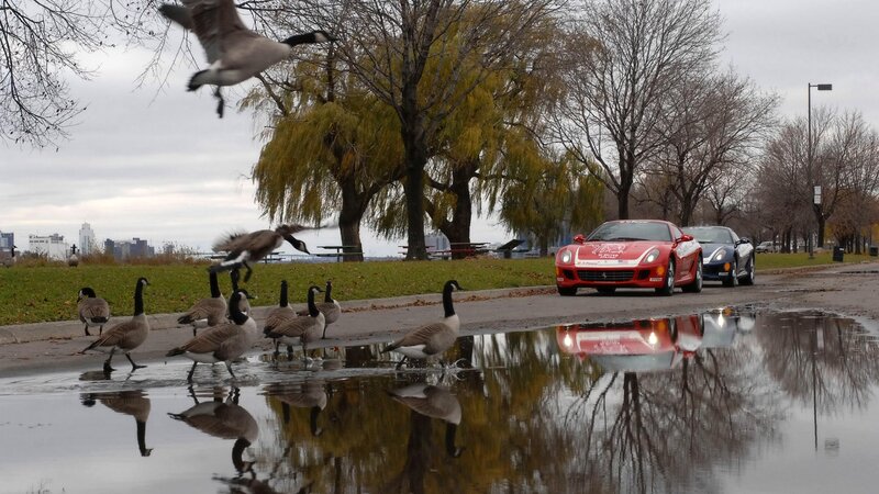 Geese and cars on a wet path