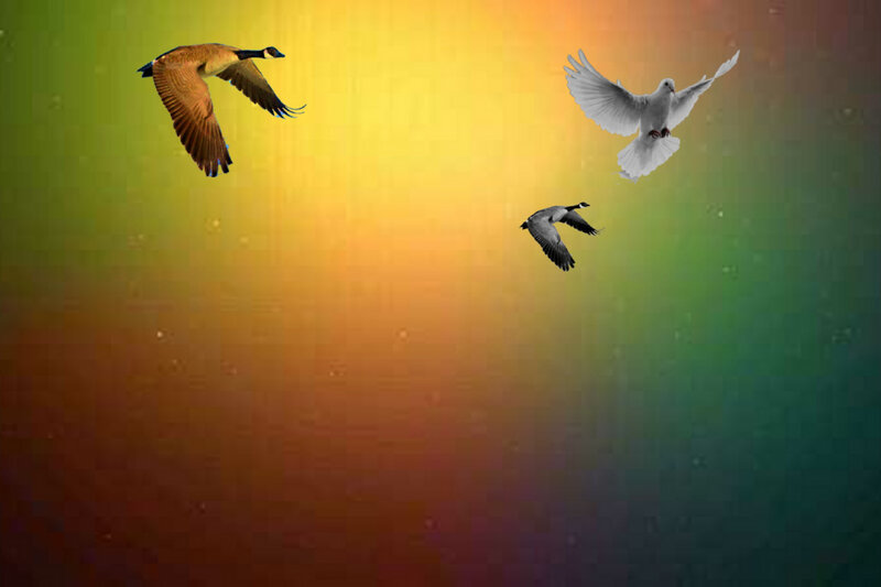 Geese and Dove Flying