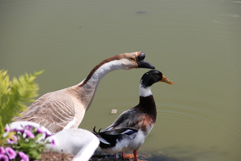 Geese and Duck by Water