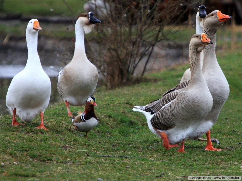 Geese and Duck on Grass