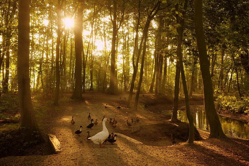 Geese and Ducks in Forest