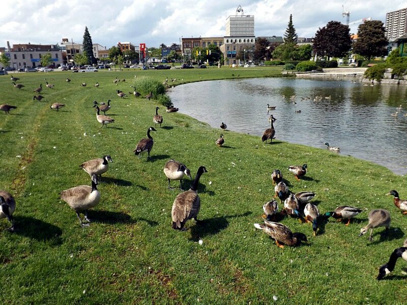 Geese and Ducks in Park