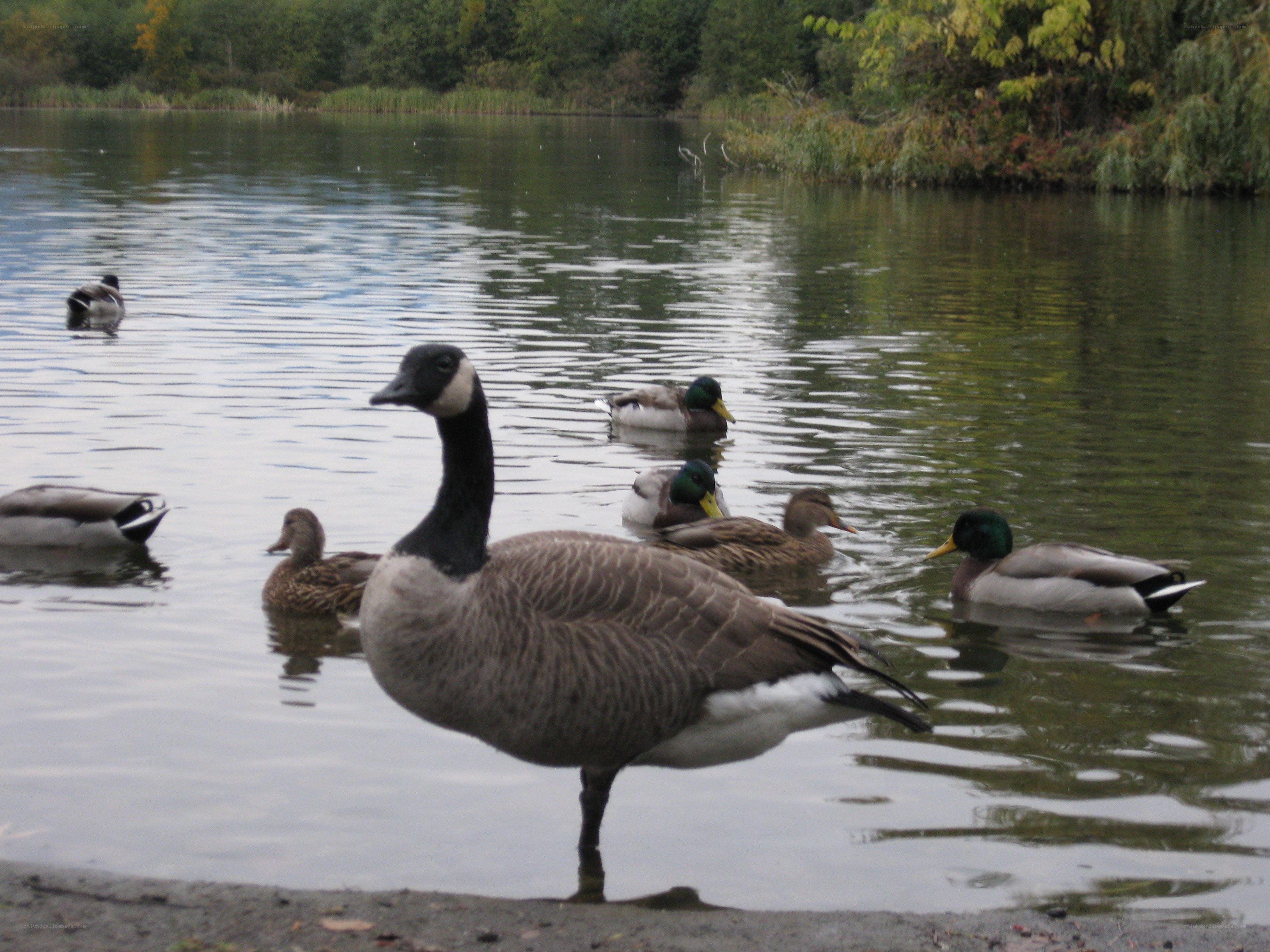 Geese and ducks on a pond