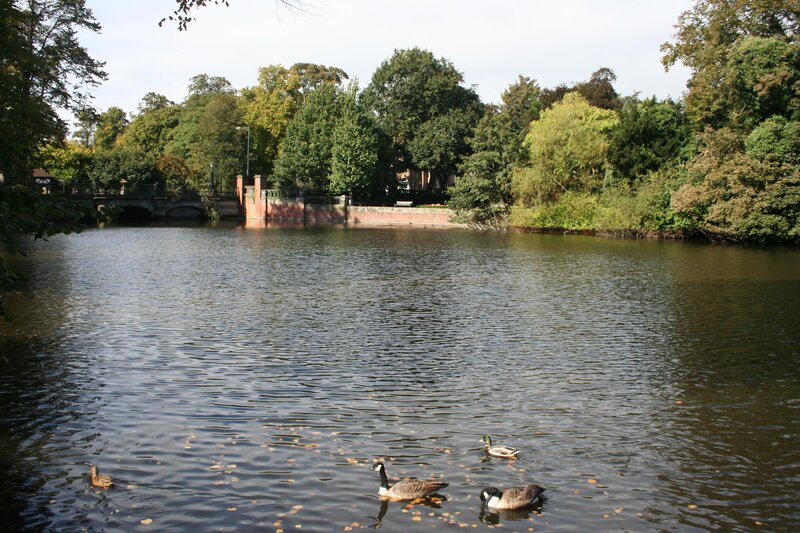 Geese and Ducks on Water