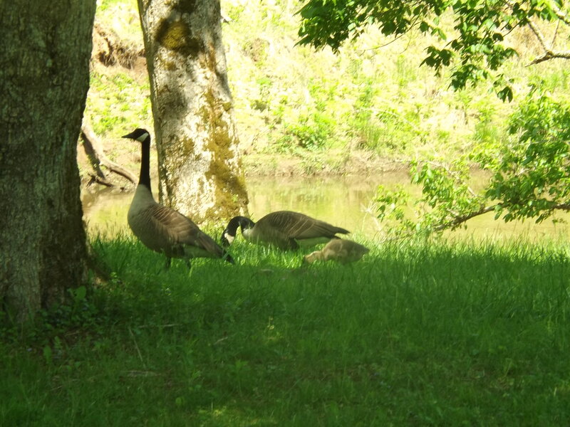 Geese and Gosling