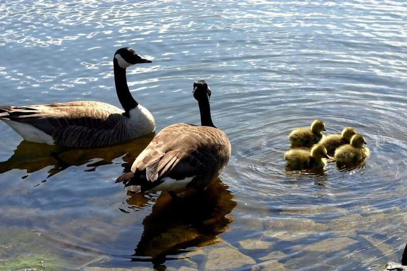 Geese and Goslings — Blue