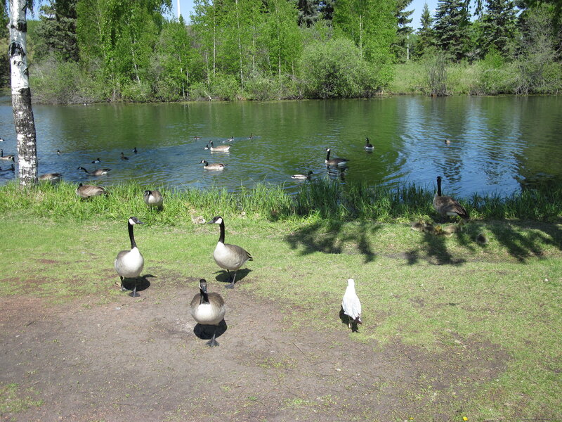 Geese and Goslings by Pond