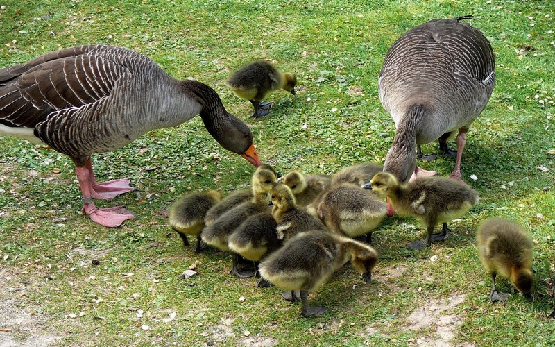 Geese and Goslings — Green, Calm, Afternoon, Photograph