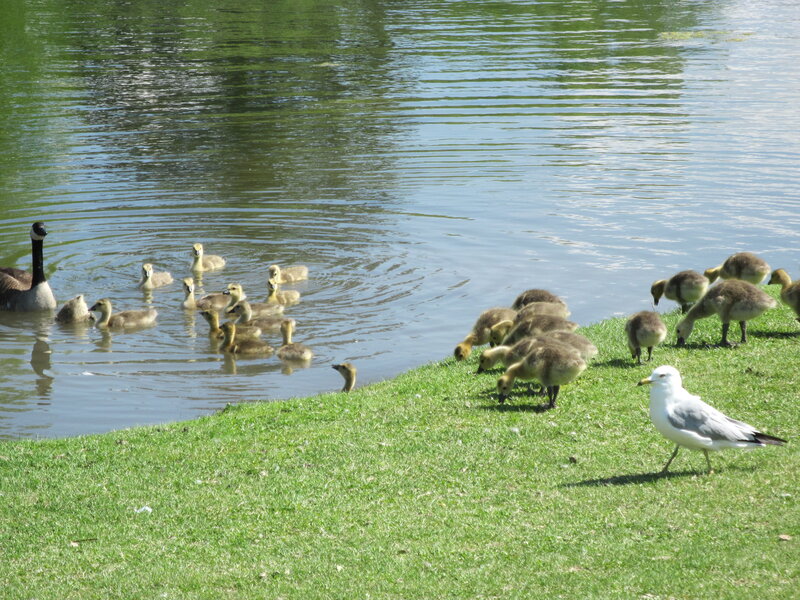 Geese and Goslings — Green, Calm, Afternoon