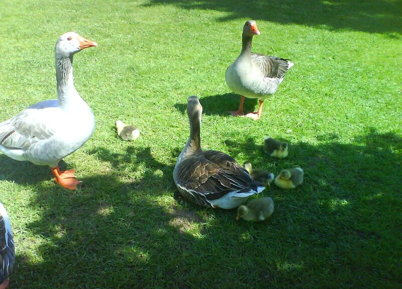 Geese and Goslings — Green, Calm