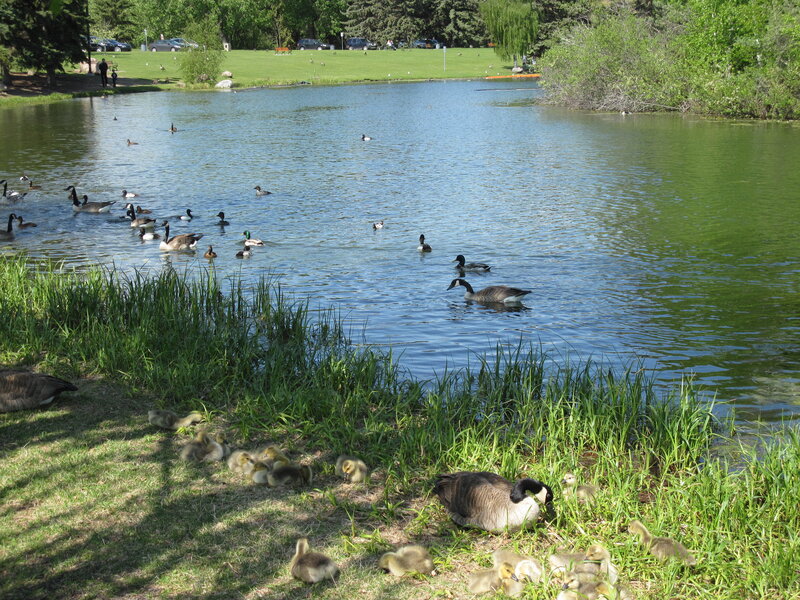 Geese and Goslings — Green, Serene, Afternoon, Photograph
